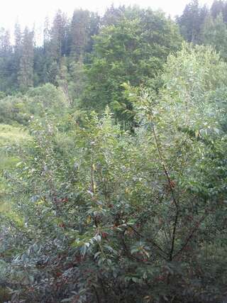 Виллы Sadyba Vyshenka Татаров-6