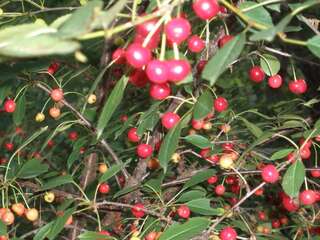 Виллы Sadyba Vyshenka Татаров-7